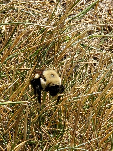 Afluffybunny99 onlyfans content leaked