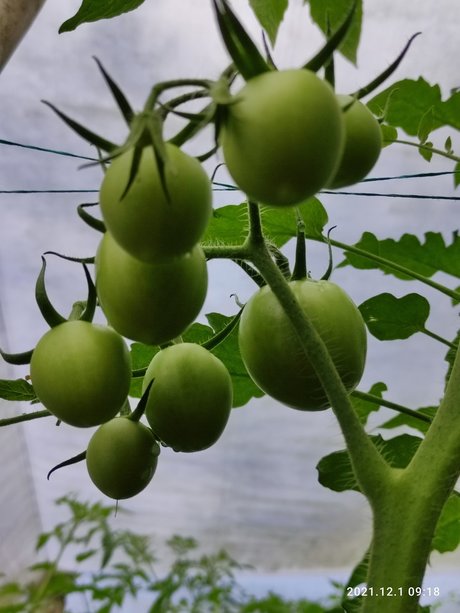 Agriculture Valley Stiven Guzman onlyfans nude porn