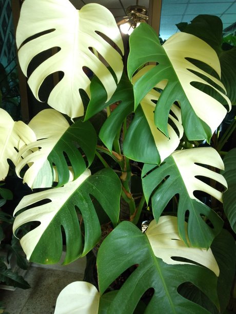 OnlyGearVIP onlyfans boobs