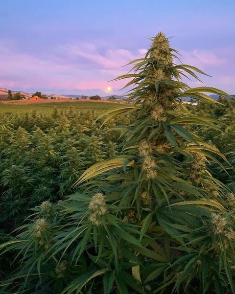 onesexy01 free onlyfans