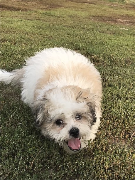 Paash only fans leaks