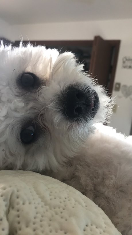 Paash onlyfans posts