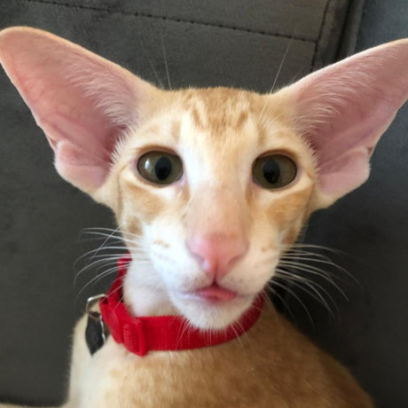 RoyTheCat onlyfans nudes