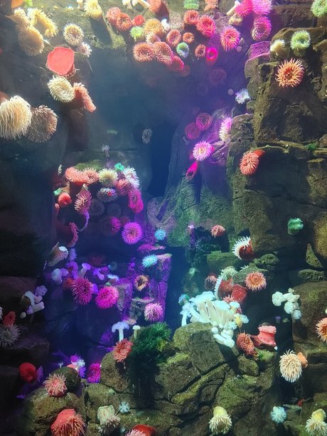 Opal Siren onlyfans mega