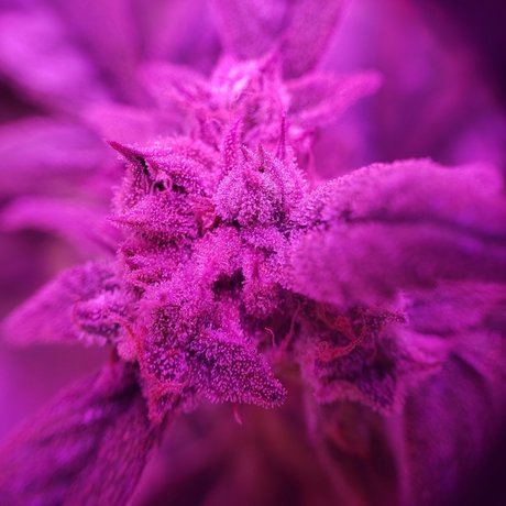 Alana Blaze_ onlyfans leaked pictures