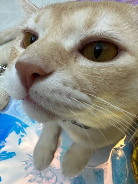 Asagi nudes leaked onlyfans