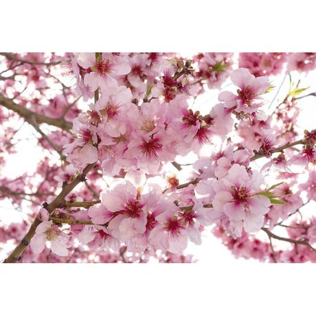 pink mochi porn onlyfans