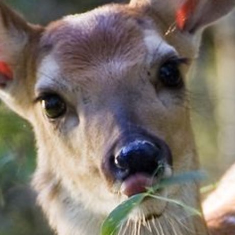 cherubelly onlyfans x