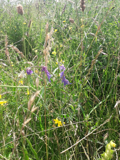 Cosmic Kane onlyfans leak xxx