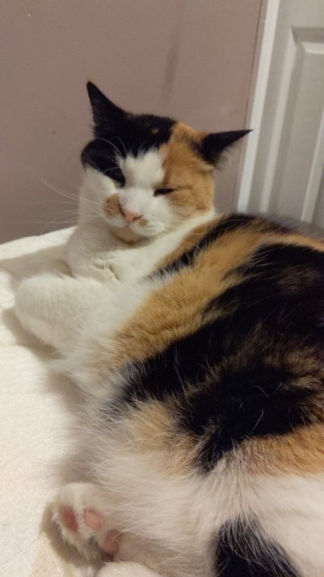 Chillingwithcats onlyfans nude tits