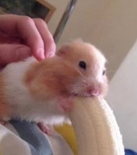 Dentari onlyfans exposed