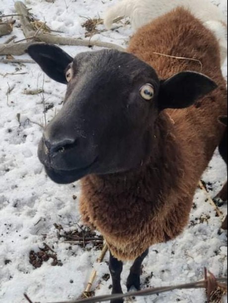 Virtual Petting Zoo onlyfans sex leak