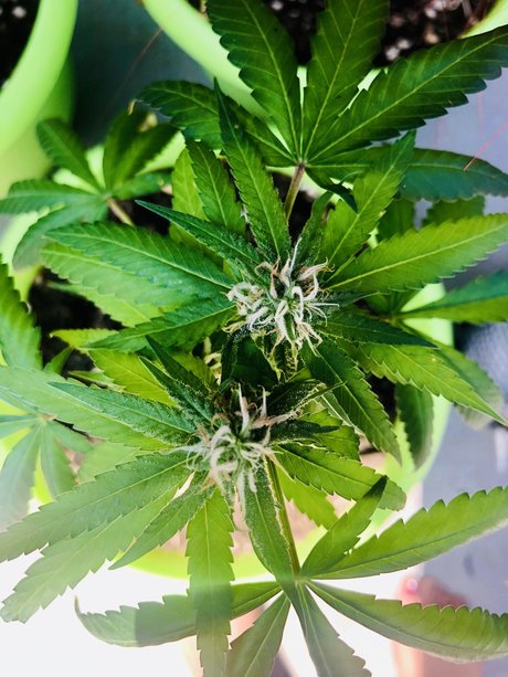 Kay Mella leaked onlyfans sextape