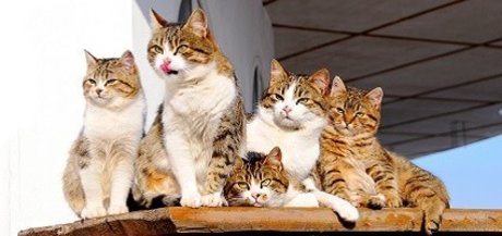 FAT CAT_ leaked onlyfans