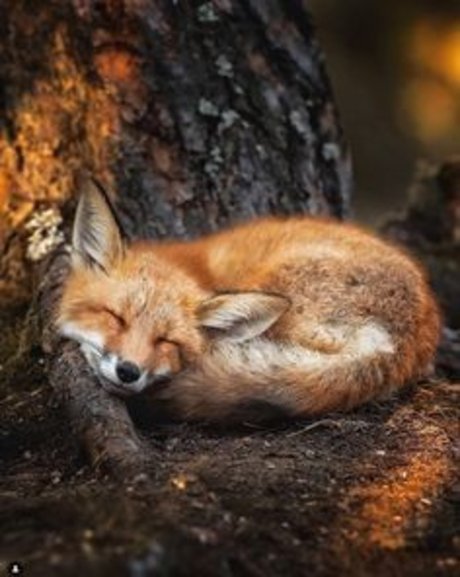 Raposinha_ onlyfans sextape leak