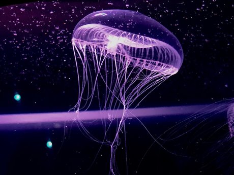 RopeBunni leaked onlyfans xxx