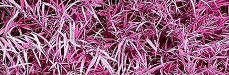 Jose L Rivera leaked only fans