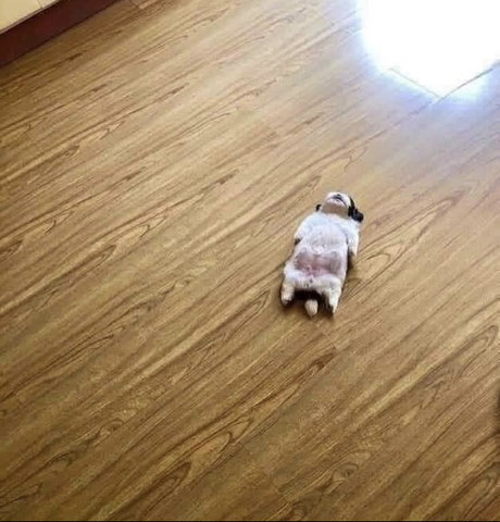 Sailor Cutie onlyfans leak sex