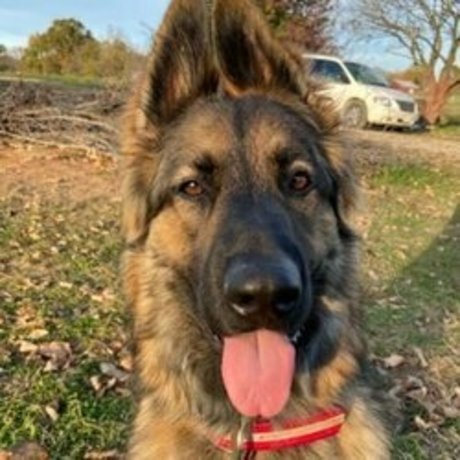 Sarge the Sable nude leaks onlyfans