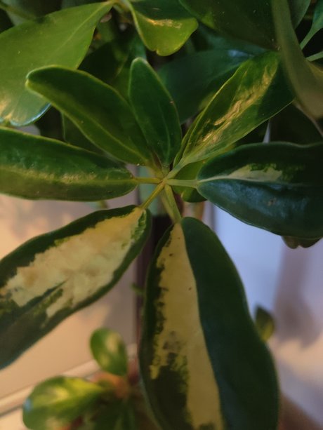 s1utty Shrubbery onlyfans leak nudes