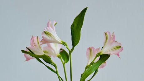 Sahueso VIP_ onlyfans leaked