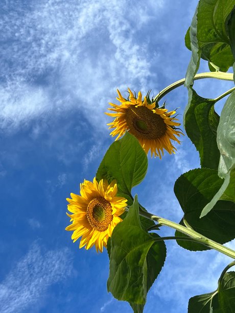 Szafyna onlyfans nude porn