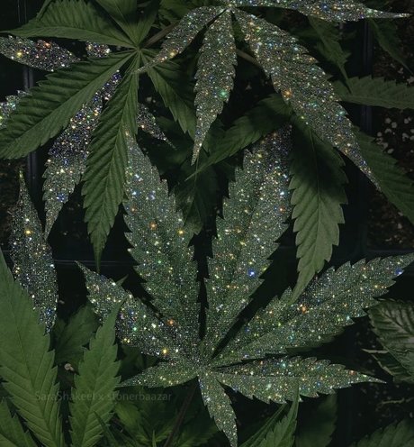 Sexy Sativa nude onlyfans leaked