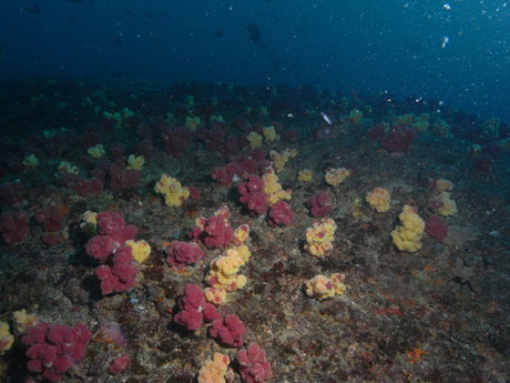 Anders only fans nude