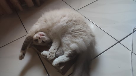 Grobin onlyfans for free