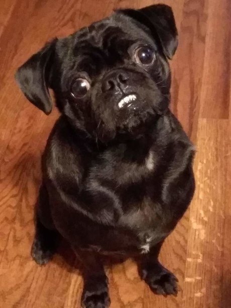 Pug n Company nude porn onlyfans