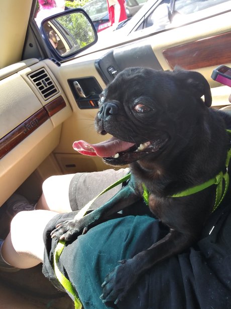 Pug n Company onlyfans naked porn