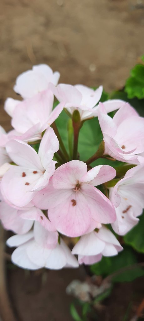 Fiorella leaked only fans porn