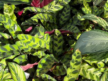 Natey boy onlyfans leaked pics