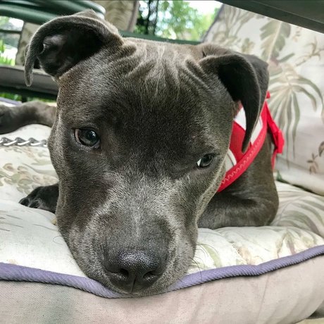 Frank n Weenie only fans xxx