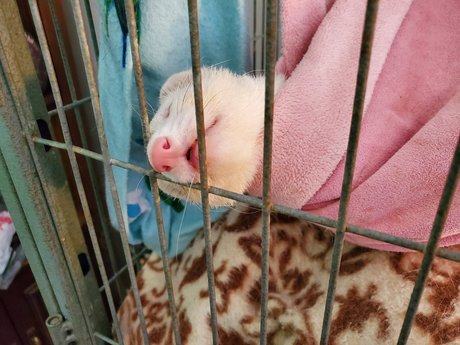 Ferret Fuzz Butts onlyfans nsfw