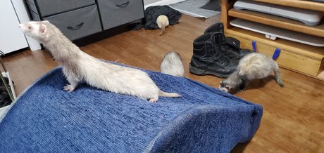 Ferret Fuzz Butts onlyfans leaka