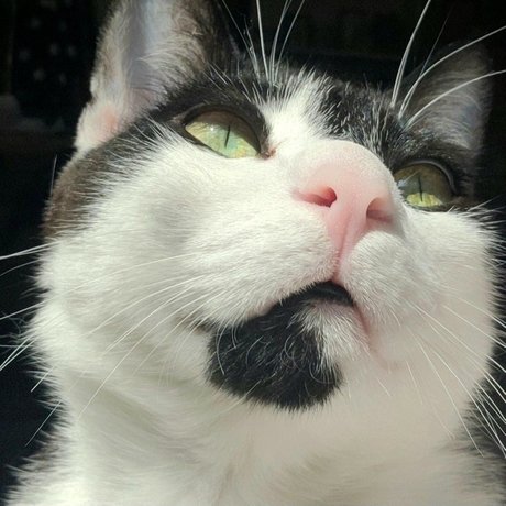 Oreo Cookie new onlyfans