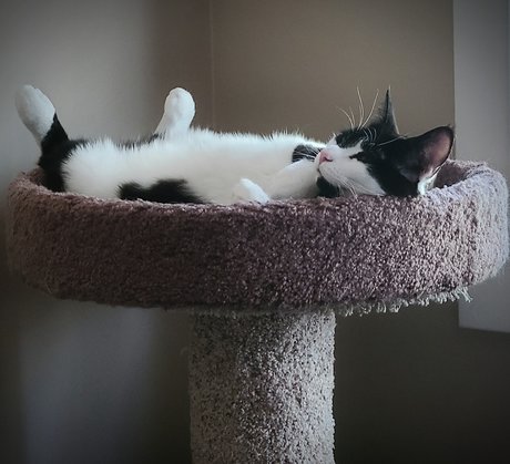 Oreo Cookie onlyfans nudes leak