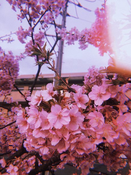 Mimi Neko onlyfans nudes