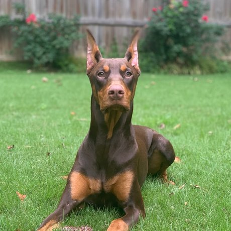 Knox amp ampBear onlyfans naked porn