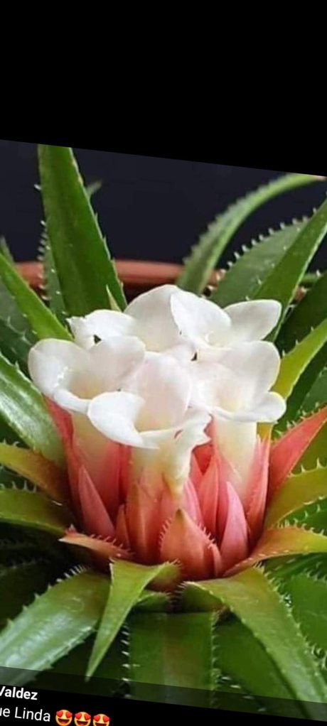 Picantica2 leaked onlyfans sex