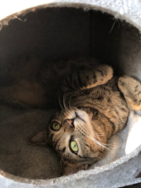 Naughty Kittens nudes only fans