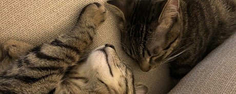 Naughty Kittens onlyfans sex