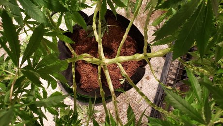 Ghost Face 89 onlyfans porn