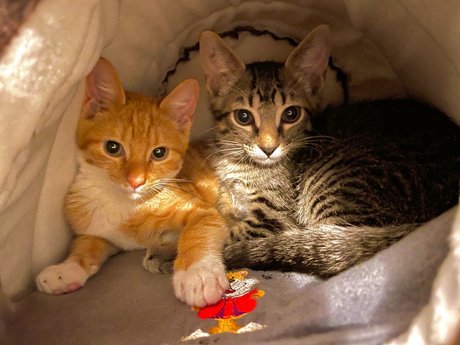 Justin Smith onlyfans sextape