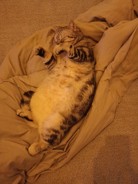 Ukrainian Cat Luchik onlyfans leak