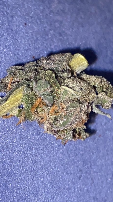 Memento Mori only fans nudes