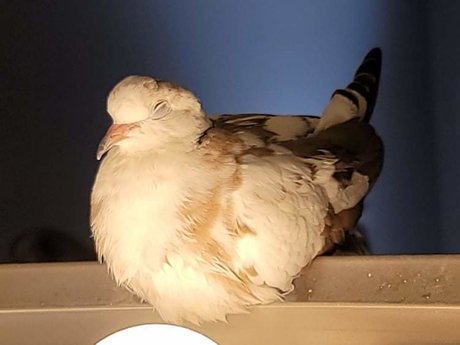 OnlyCoos onlyfans leaks sex