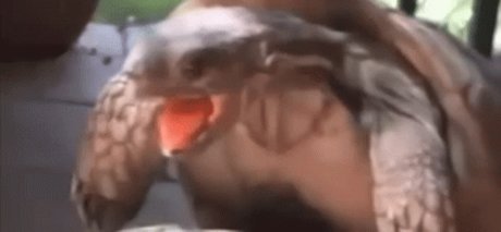 Chupacabra nudes onlyfans leaks