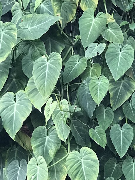 Tiger Scott onlyfans leaked pics